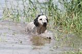 PERRO DE AGUA 162